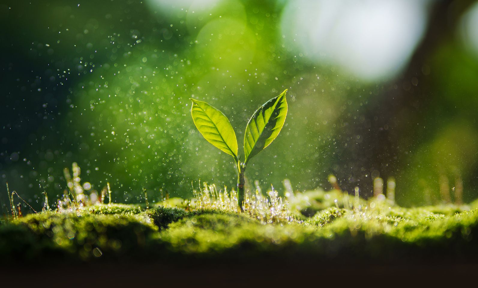 Environmental